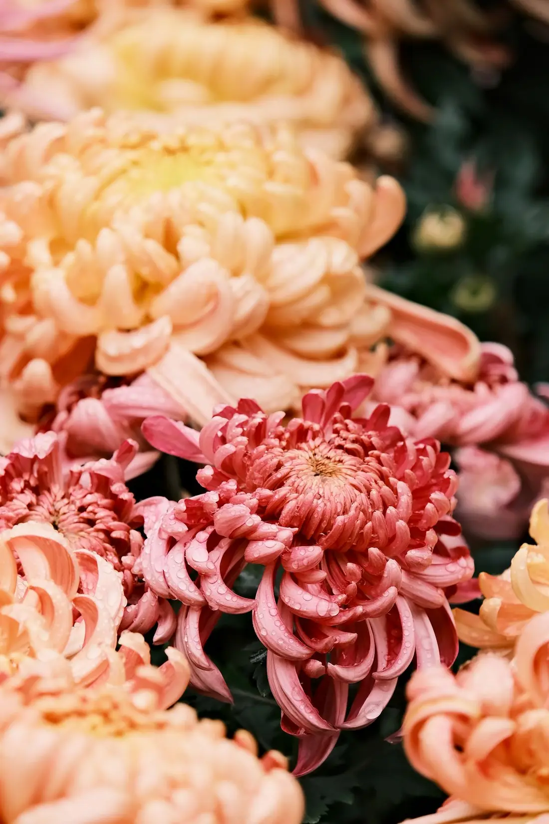 Fresh marigold garlands strung for the wedding