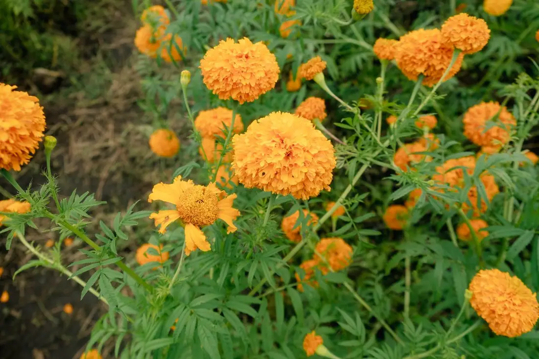Fresh marigold and jasmine garlands strung for the kalyanam